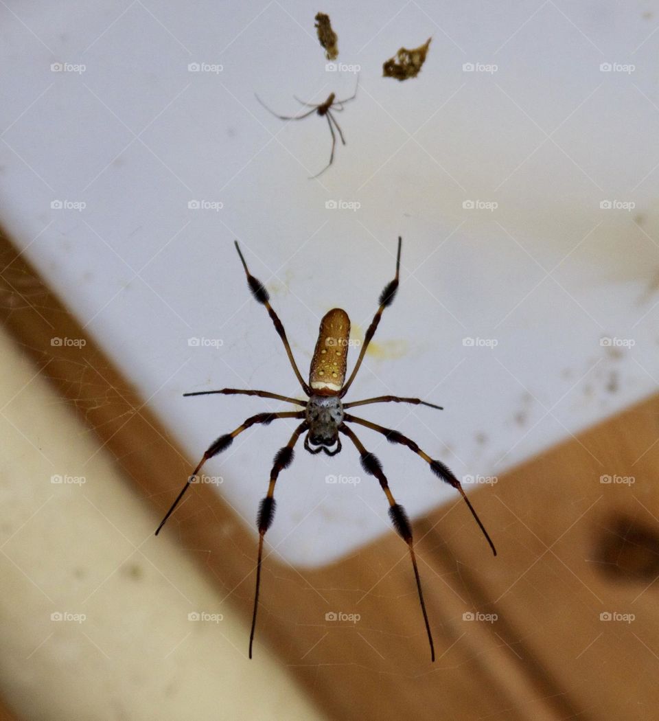 Large Banana Spider