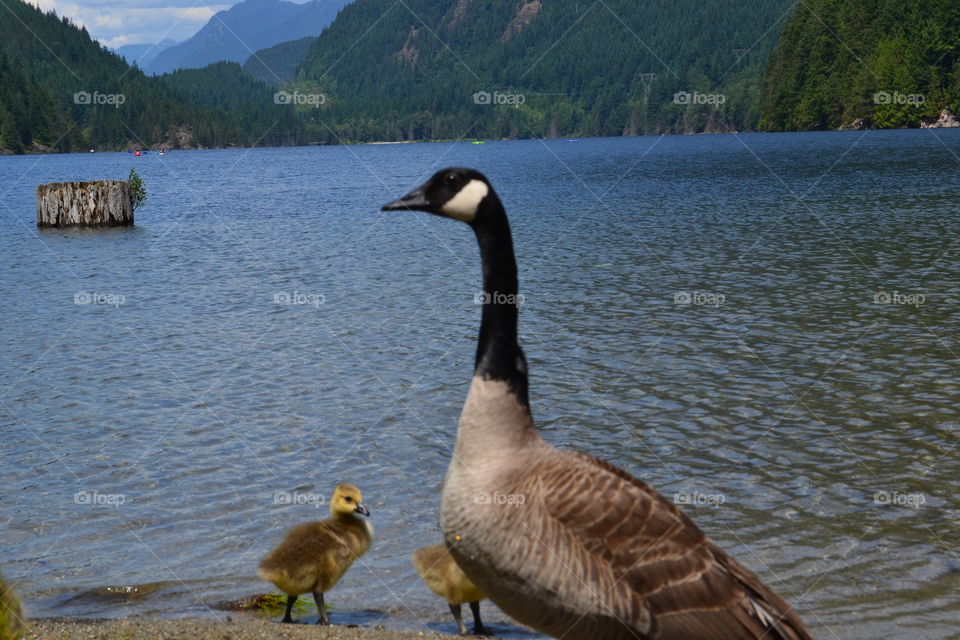 Canada goose and gosling lake landscape British Columbia
