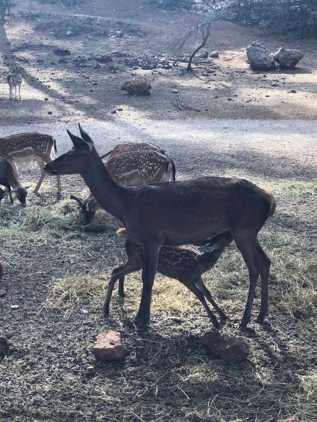 Fauna