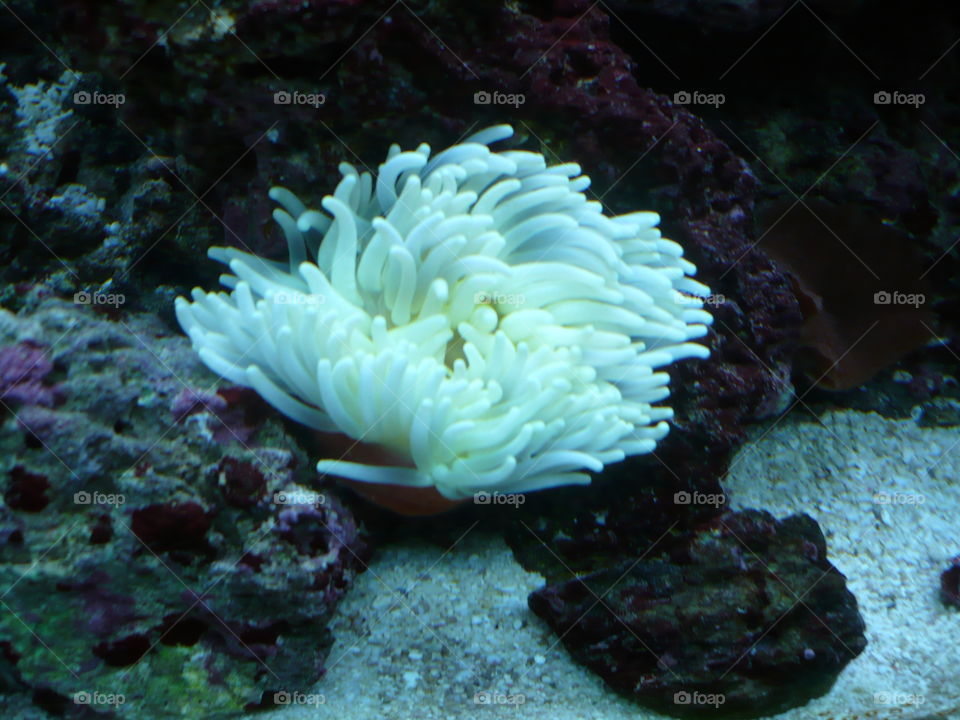 Koralle Anemone