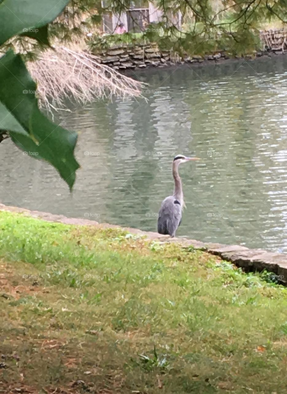 Blue heron on the water 