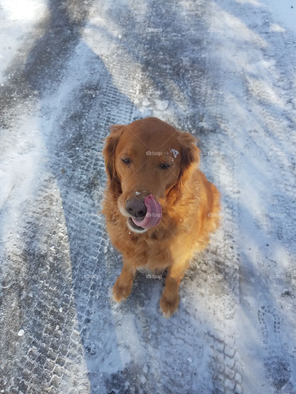 snow dog