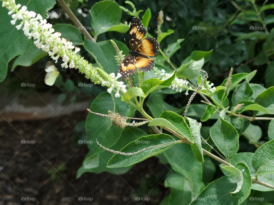 Beautiful bordered patch butterfly flying to a sweet almond verbena flower cluster.