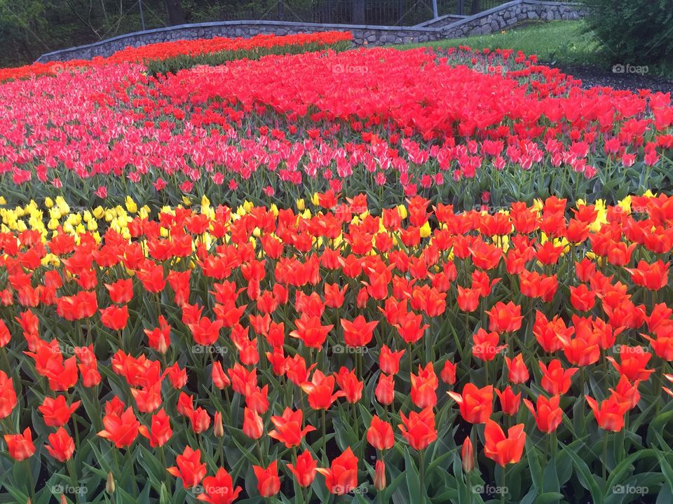 Tulips in different colors