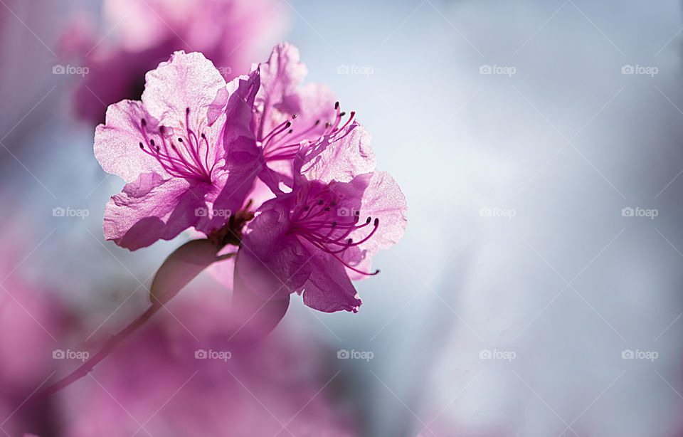 Spring nature background