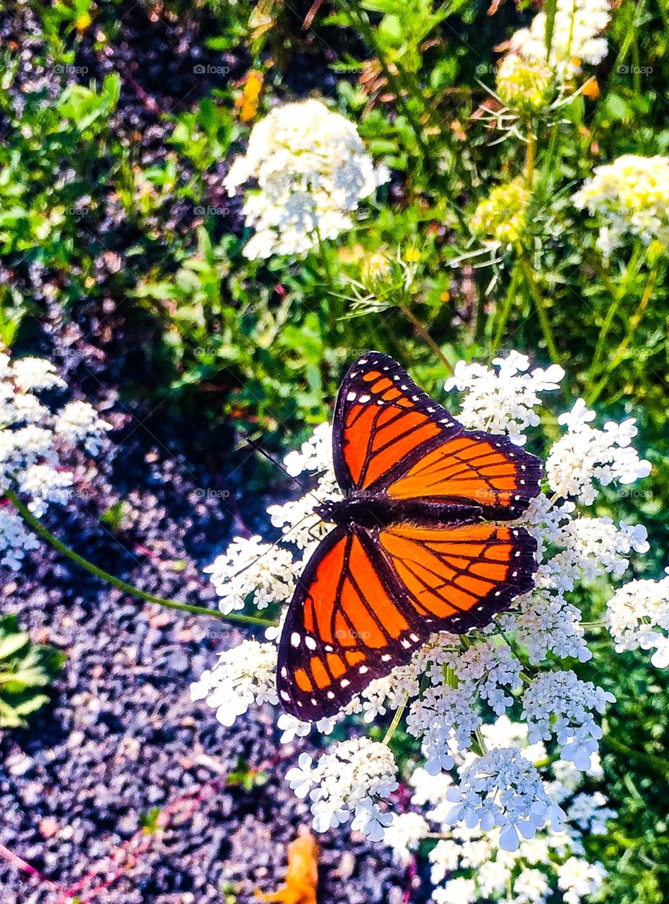 Viceroy butterfly