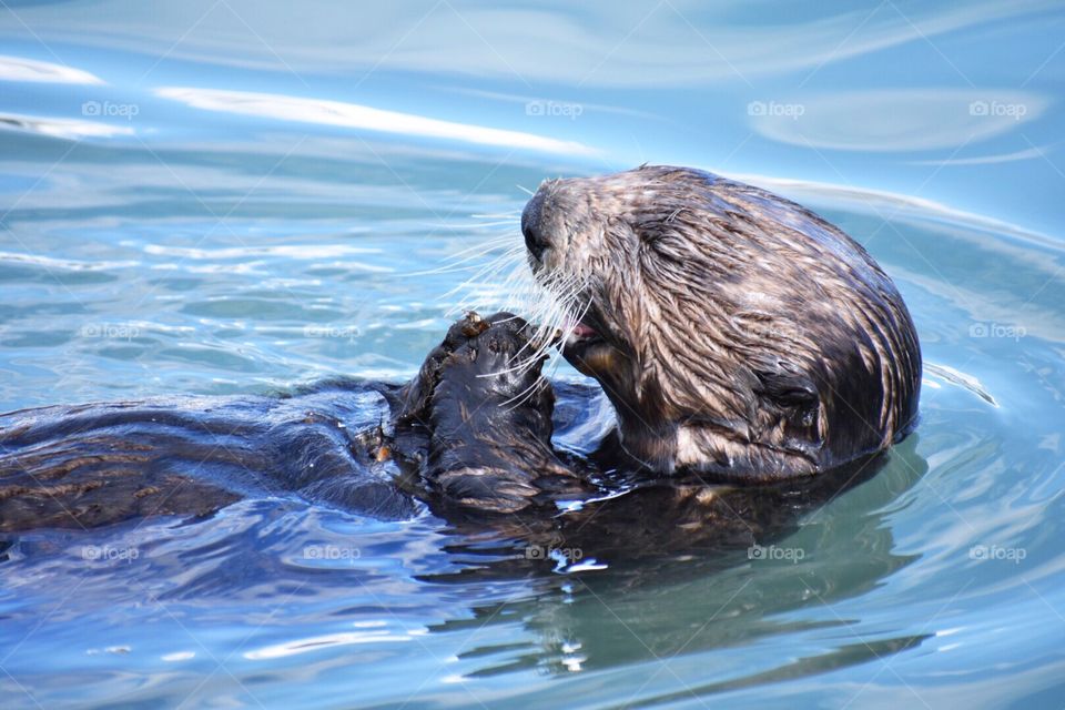 Wild sea otter eating muscles in Seward, Alaska