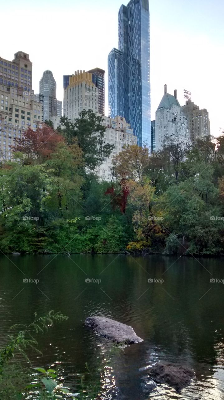 Leaves Changing in Fall NYC. NYC outdoors