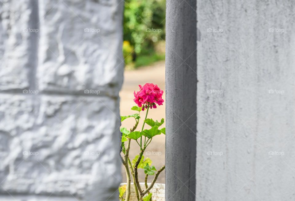 While wandering around I happen to see this geranium flower between the gap of two walls making a simple framing shot, so here it is...