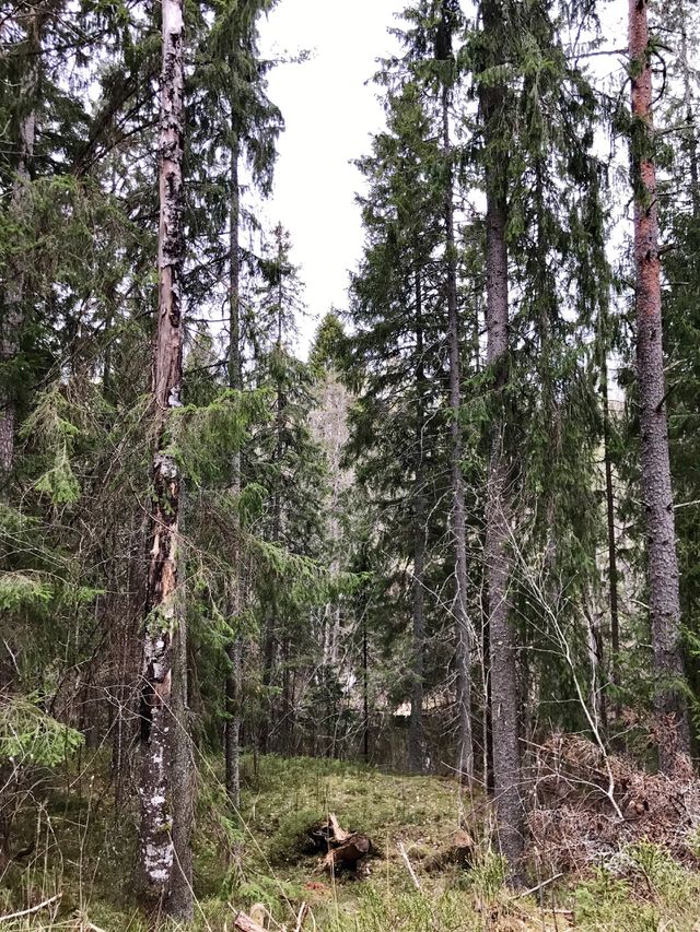 Nature