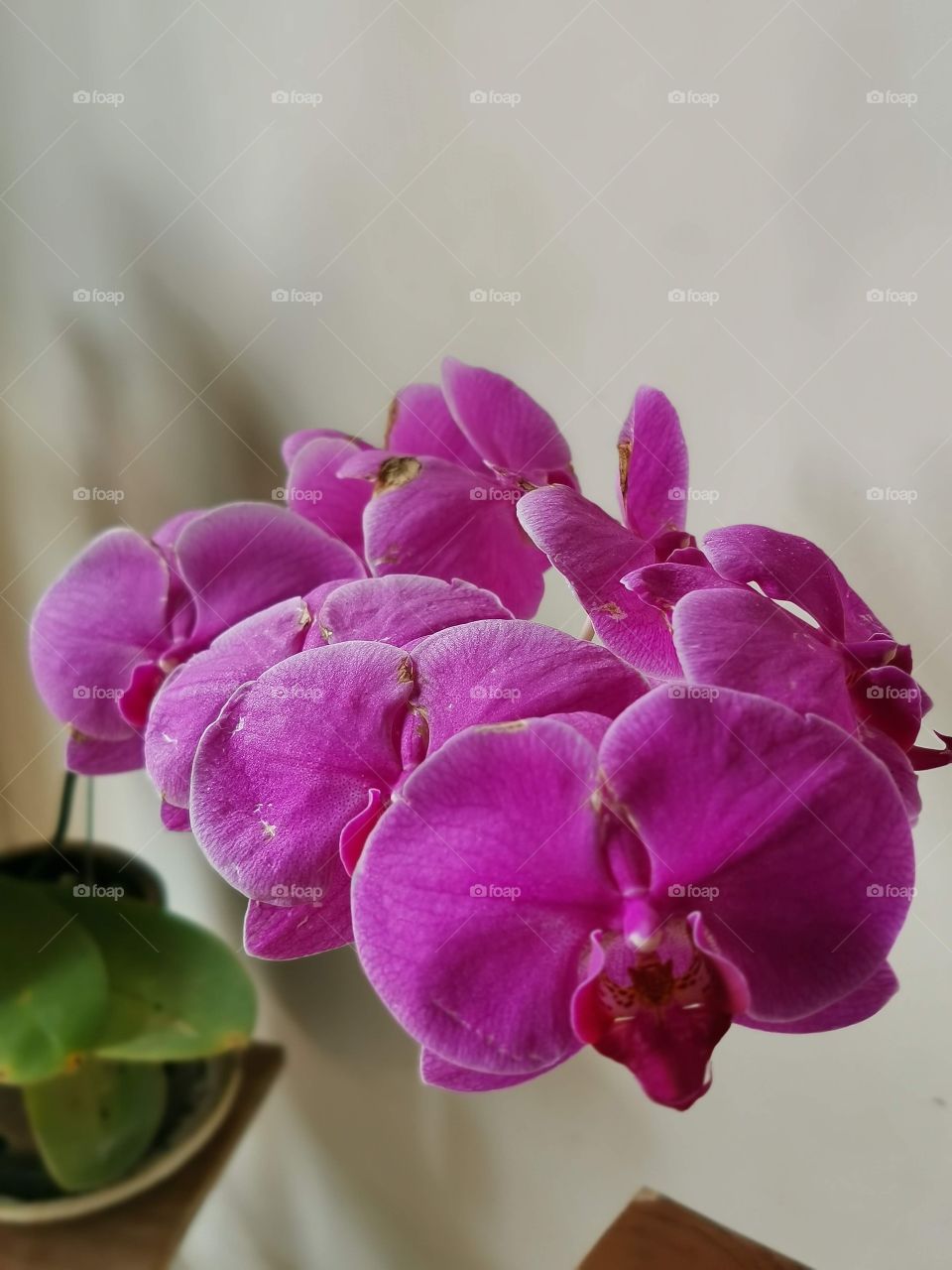 orchid, very love this flower