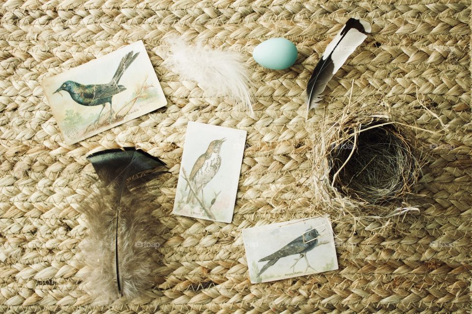 Vintage collector cards of bird species, assorted feathers, a tiny nest, and a robin’s egg on a natural woven surface 
