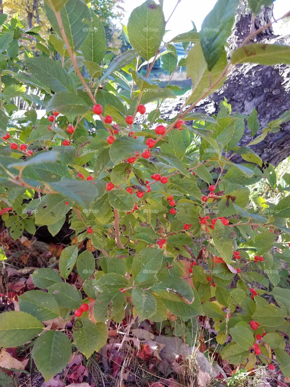 fall berries
