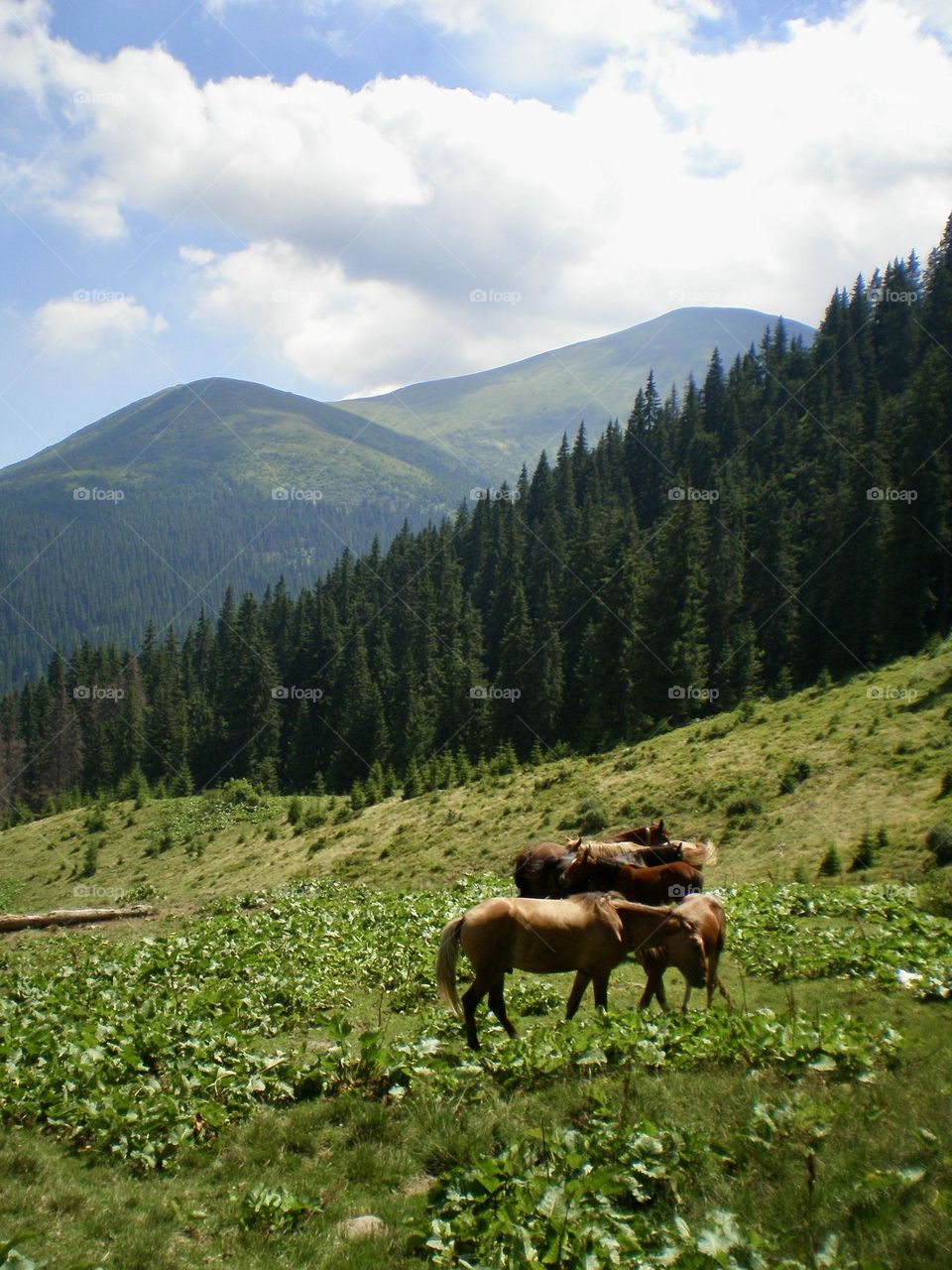 Лошади мирно пасутся среди живописных горных пейзажей 