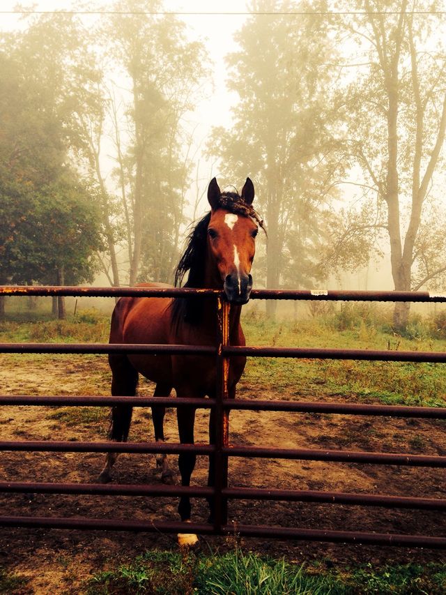 Lonely horse