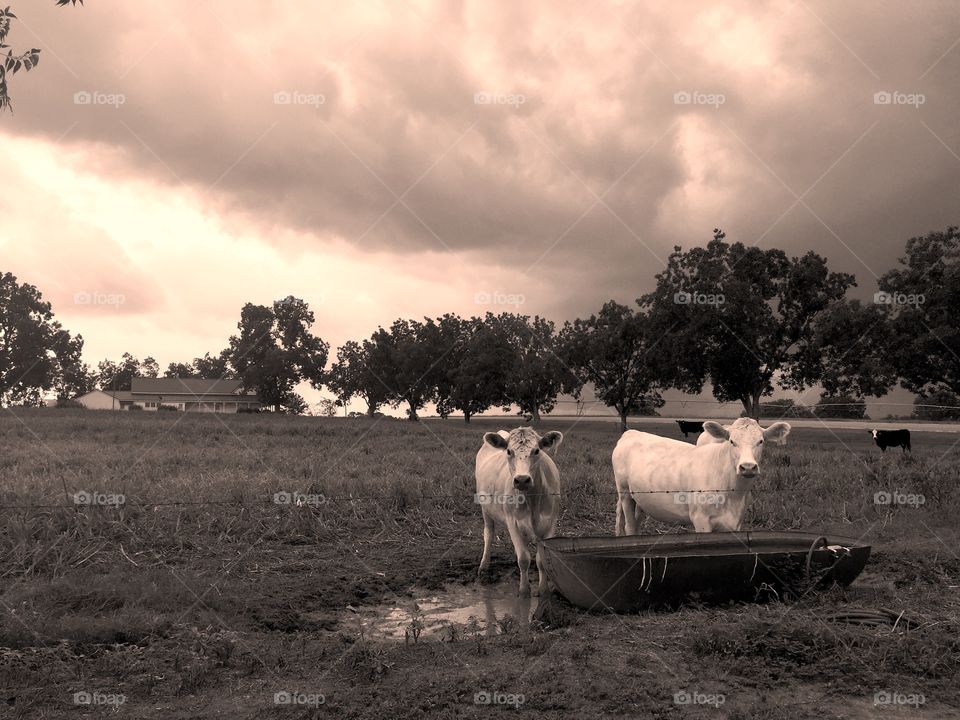 Cows In Thunderstorm 