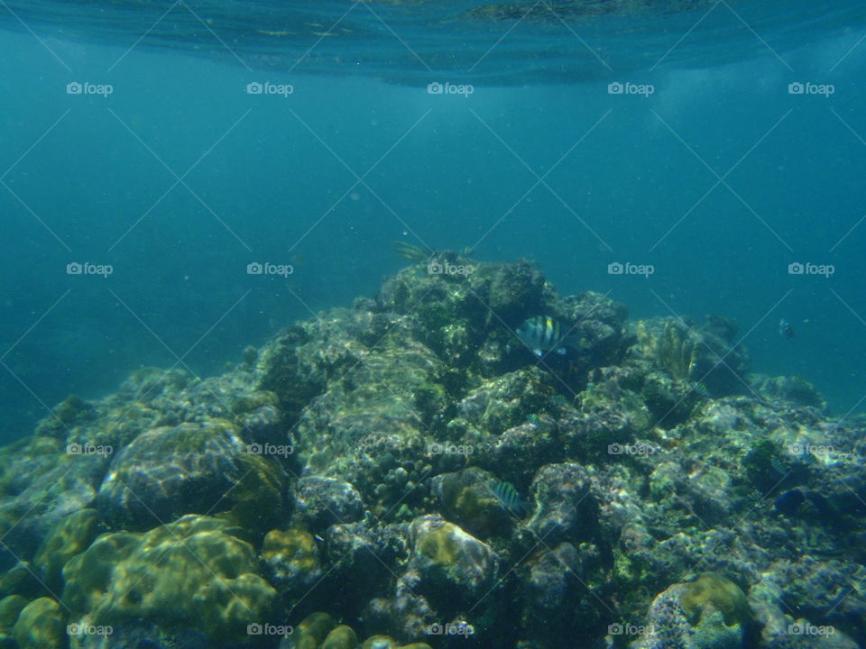 Coral . Snorkeling at coral reef in Mexico 