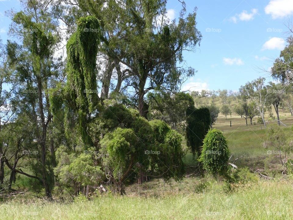 Trees with overgrowth 