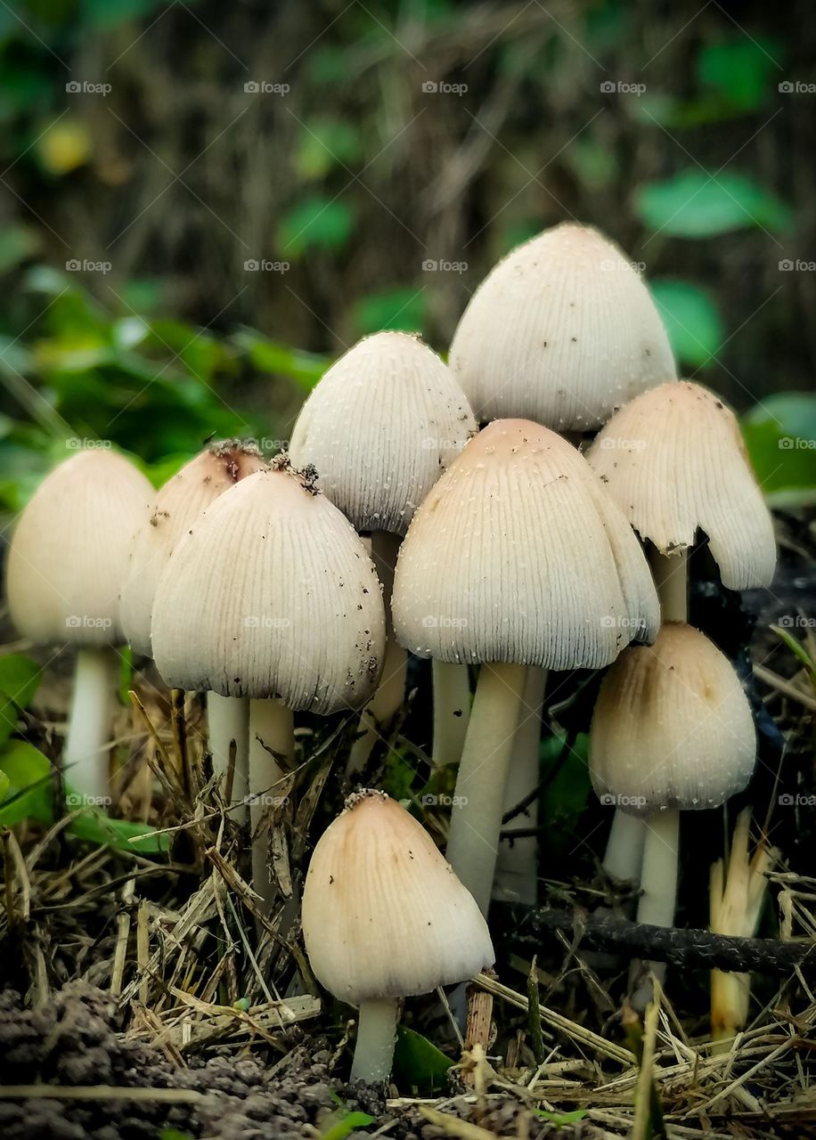 mushrooms