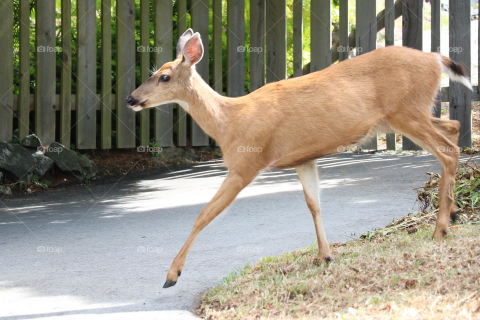 Deer in a jump