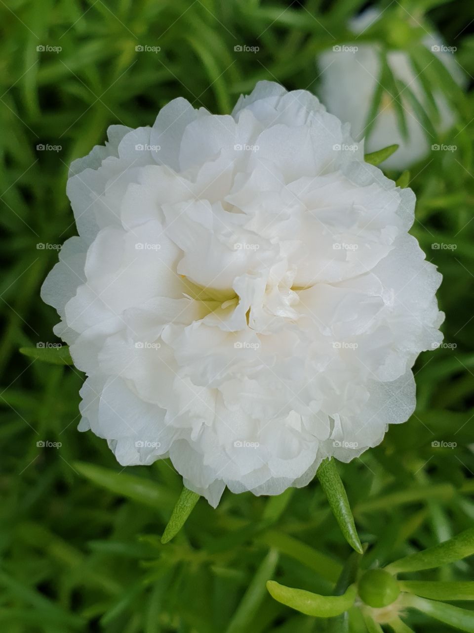 the portulaca grandiflora