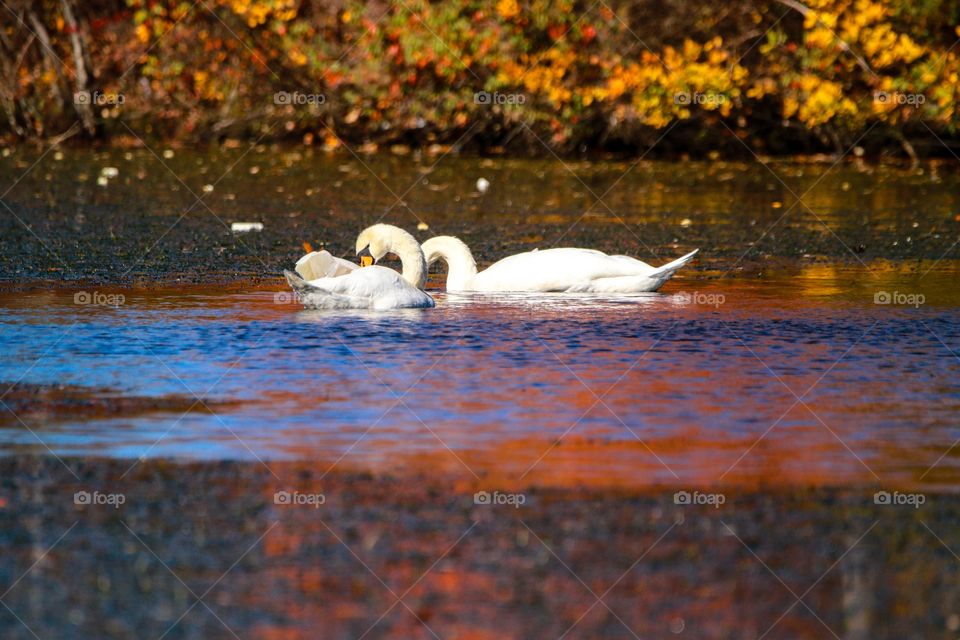 Swan in love 