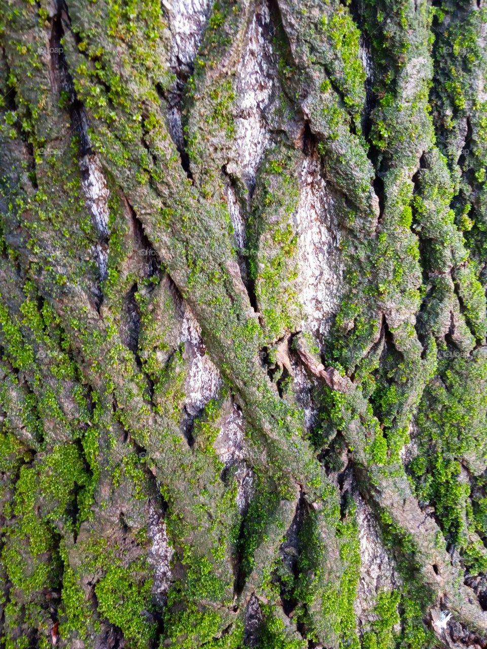 Surface texture of a tree