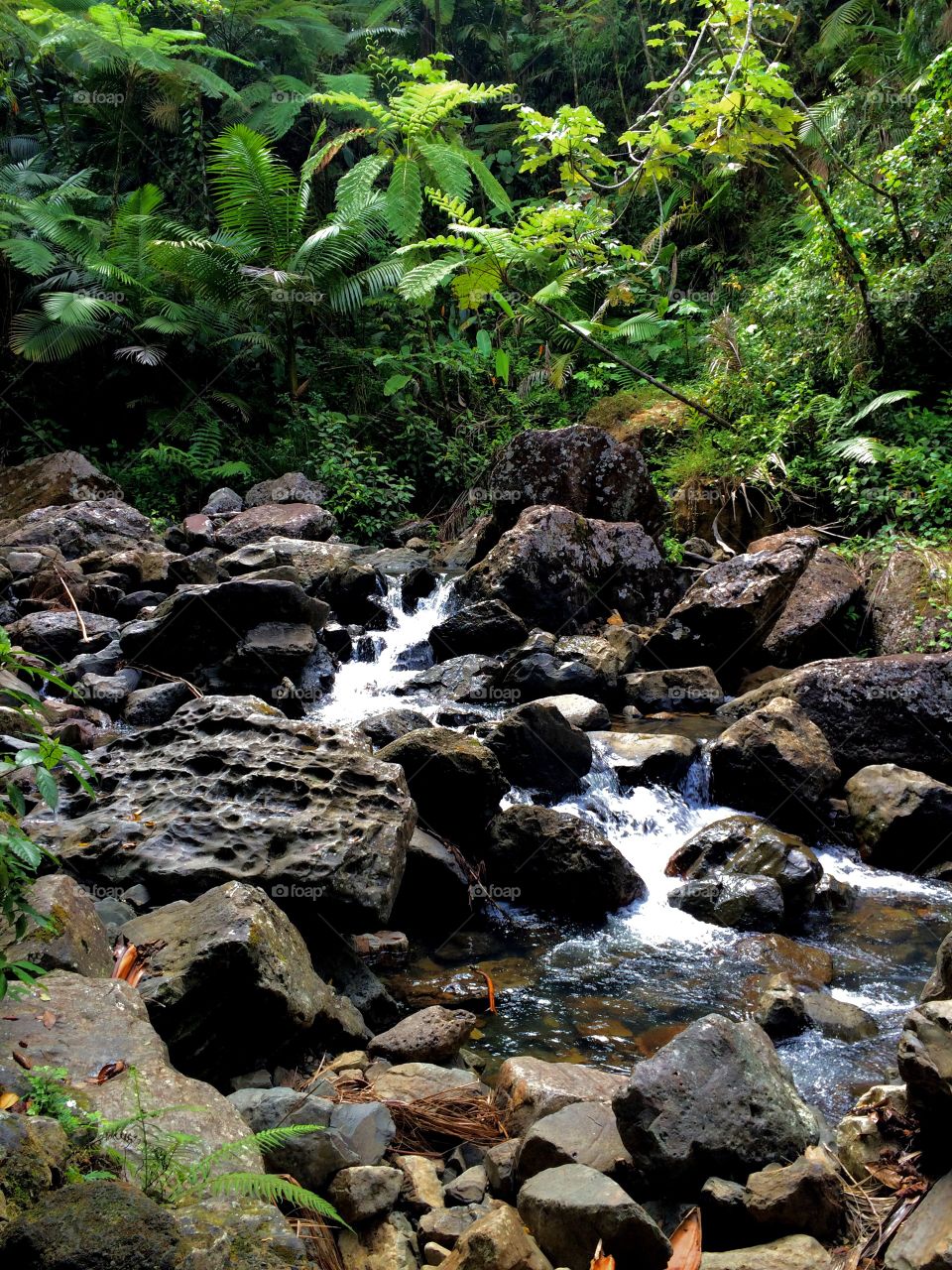 La Mina 1. The stream that leads to La Mina waterfalls in El Yunque, Puerto Rico.