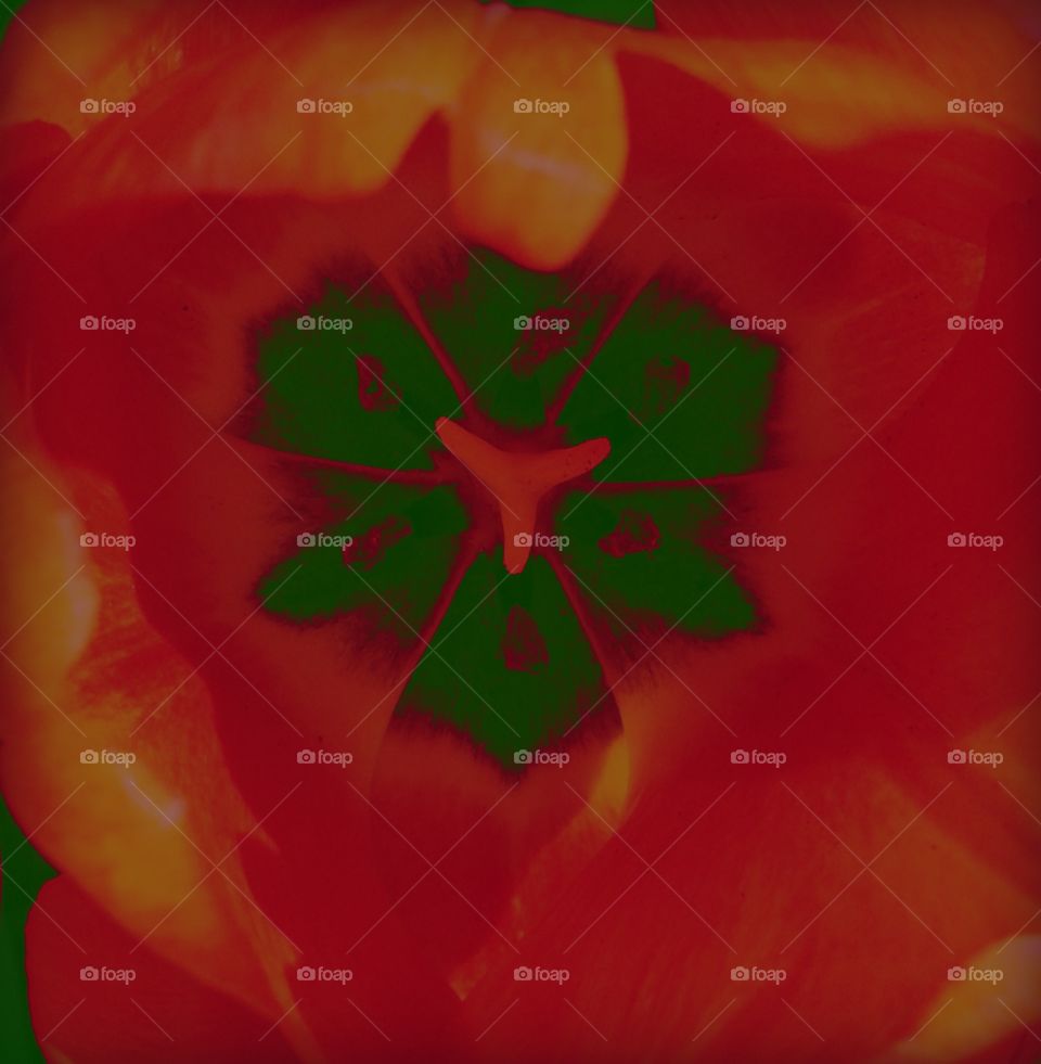 inside a beautiful tulip there is an elaborate pattern