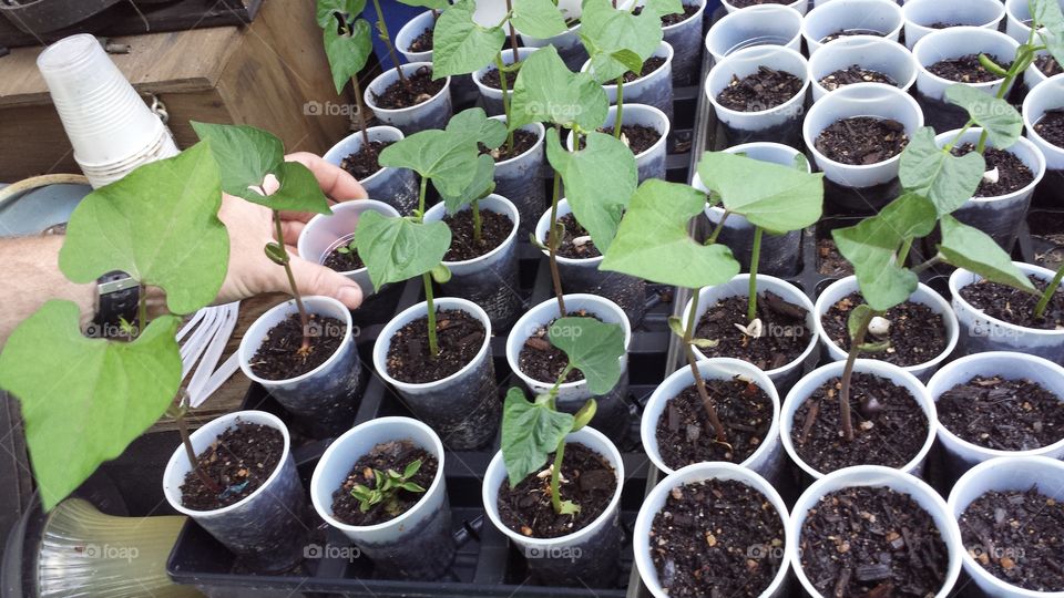 Seedlings. Preparing to transplant