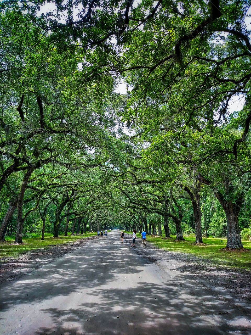 Wormsloe Park Savannah Georgia