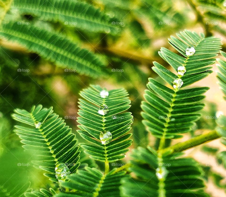 Rainy days or Pearly days... every where glittering drops so amazing to see these rain drops, always refreshing and attractive