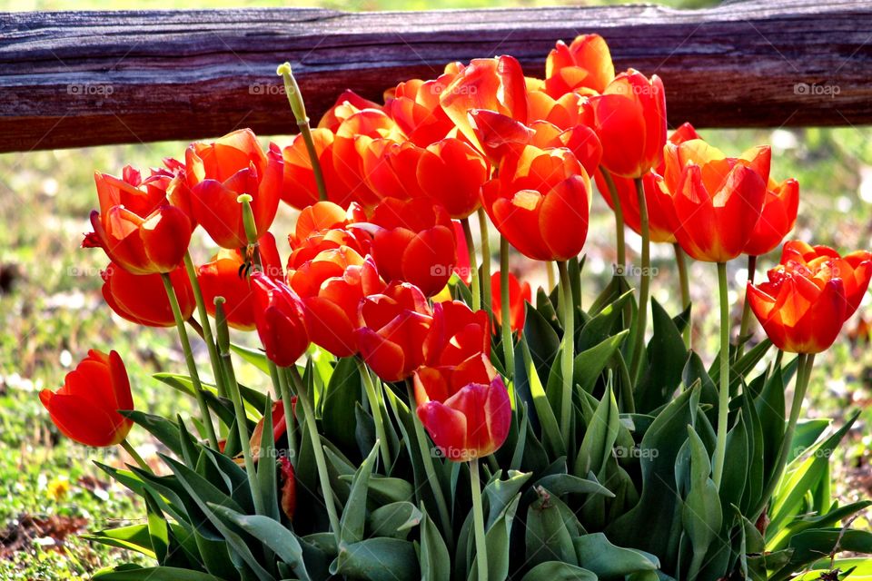 Red Tulips