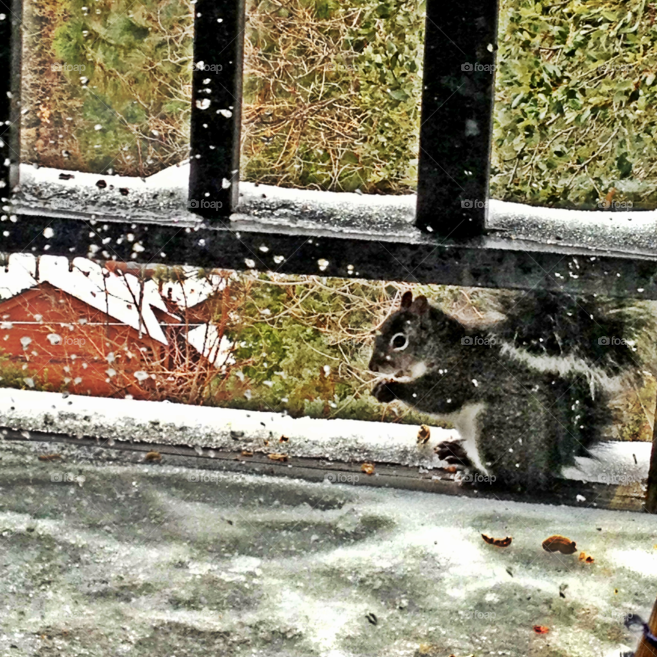 winter cold balcony snow by emmanuelgr