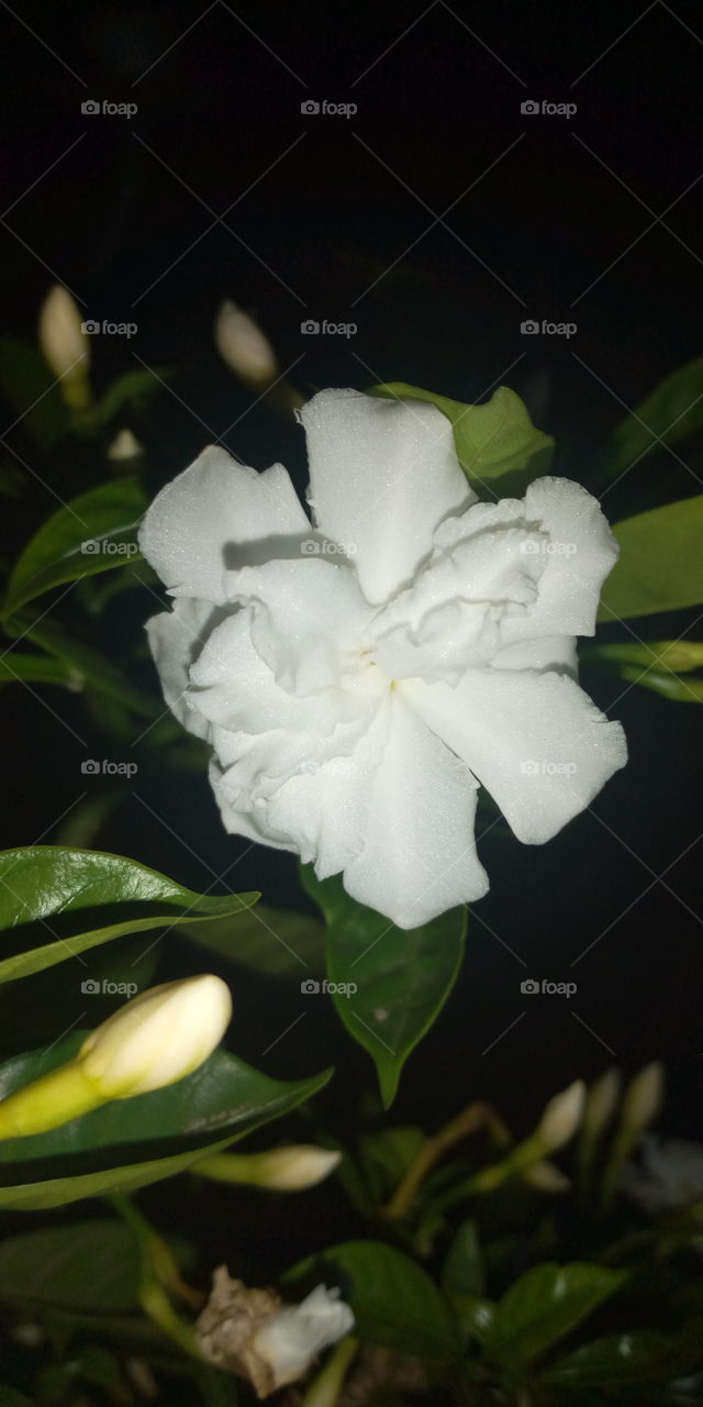 white flower