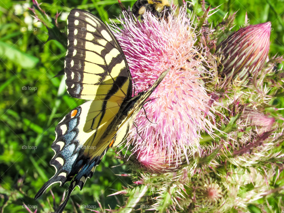 yellow swallowtail butterfly on thistle flower outdoors