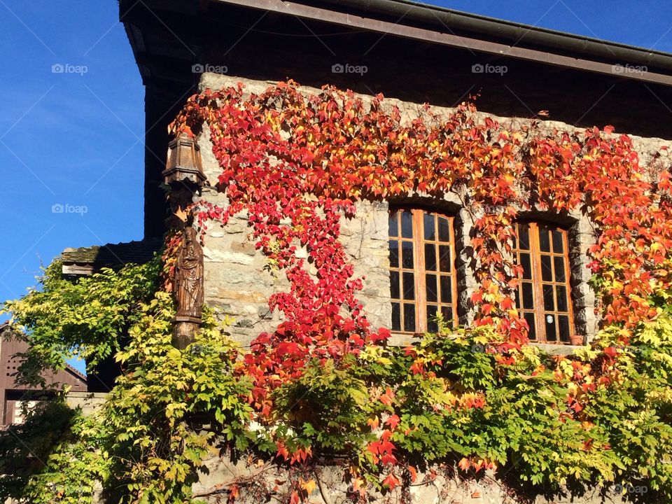 Façade aux couleurs automnales. Par une belle journée de novembre, la vigne rouge s'embrase sur les façades aux dernières heures du jour.