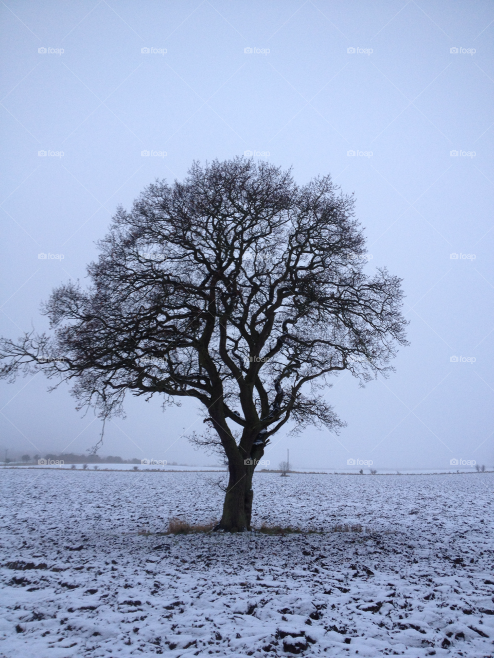 No Person, Tree, Winter, Landscape, Alone