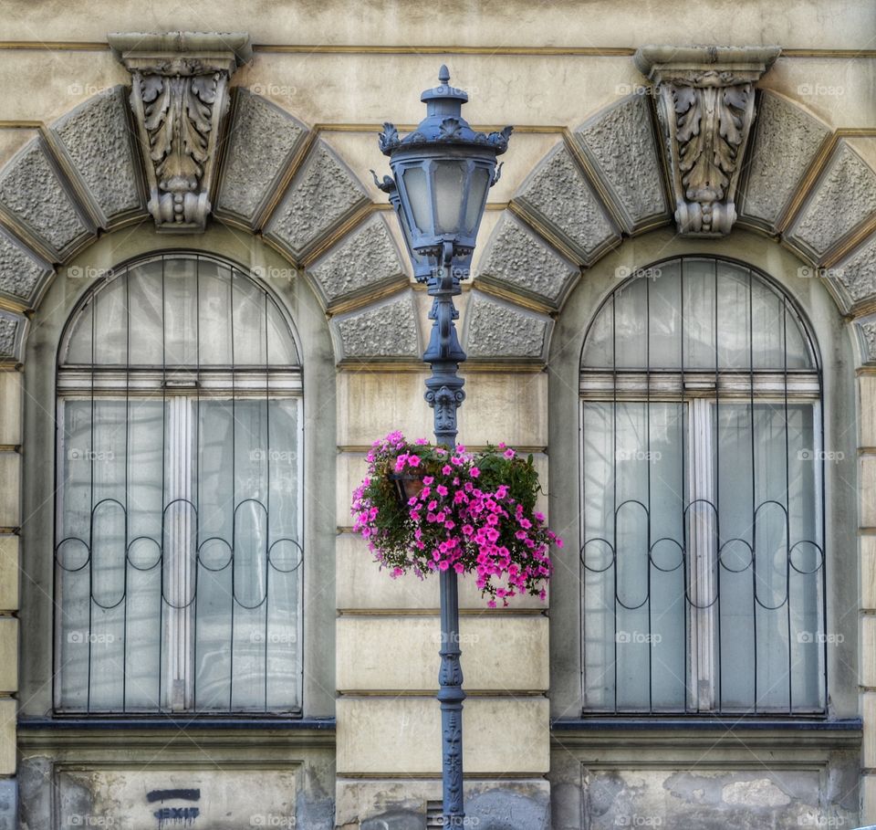 windows and flowers
