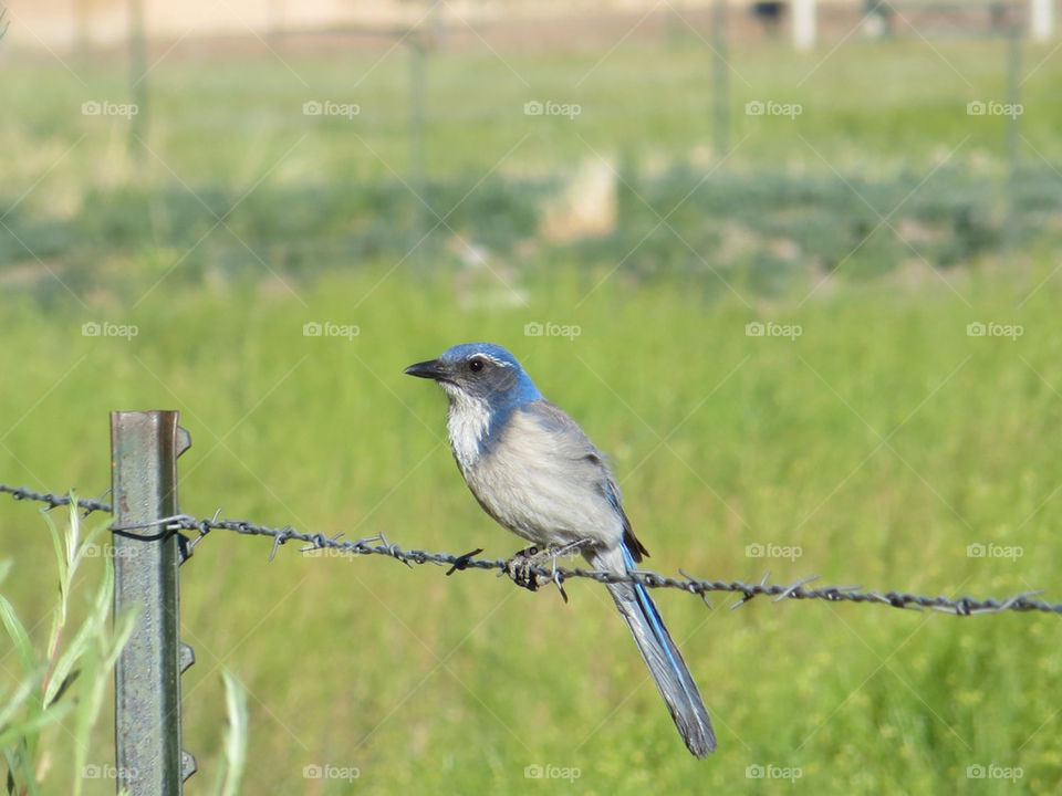 MORNING AT ANDERSON PARK