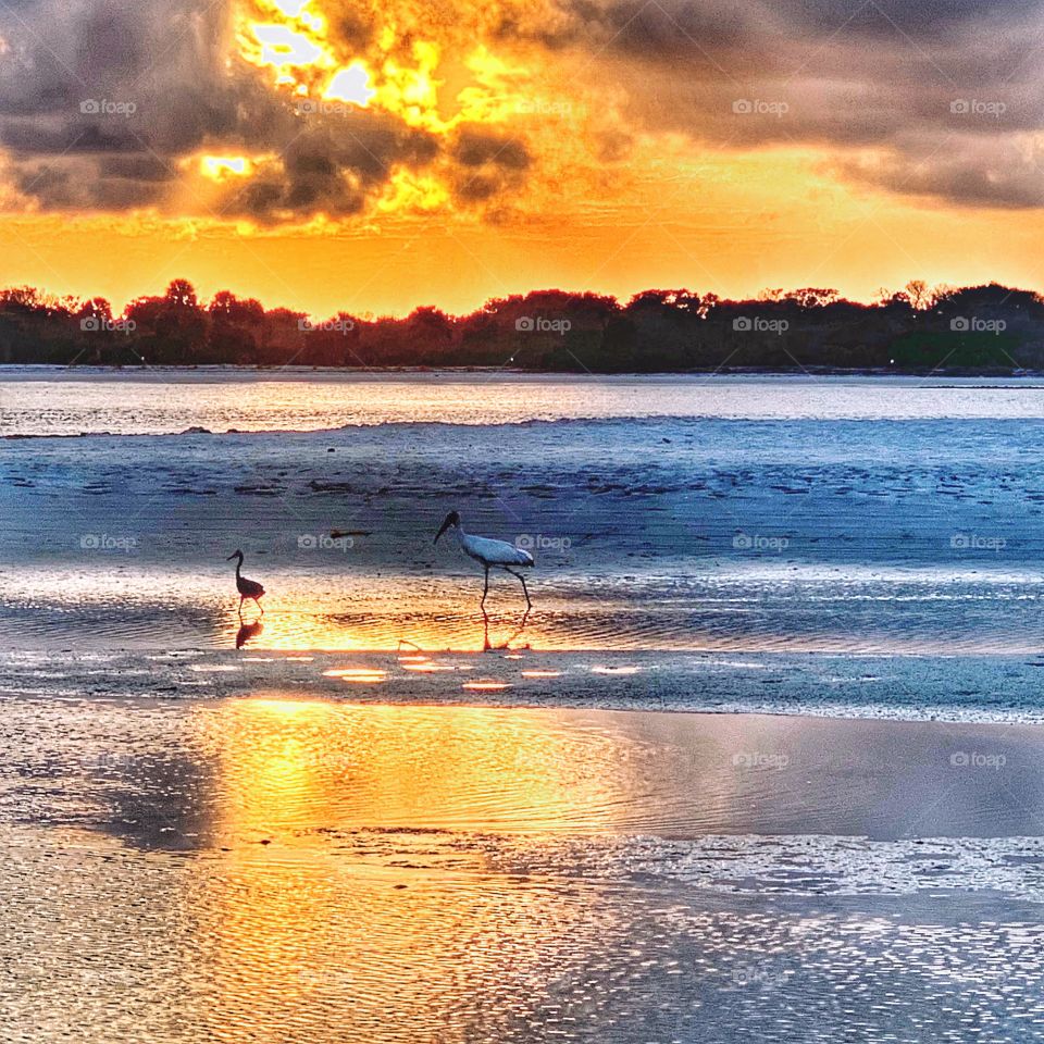 Shorebirds at sunset on Matanzas Inlet