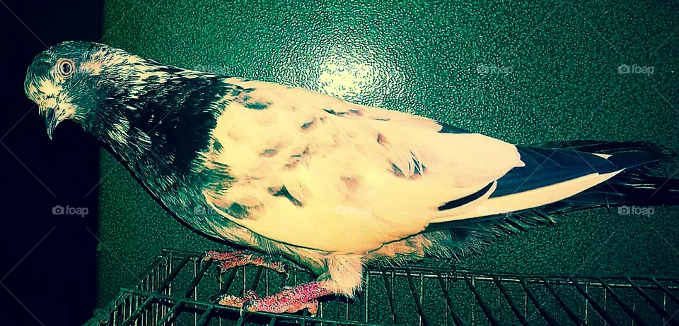 A pigeon