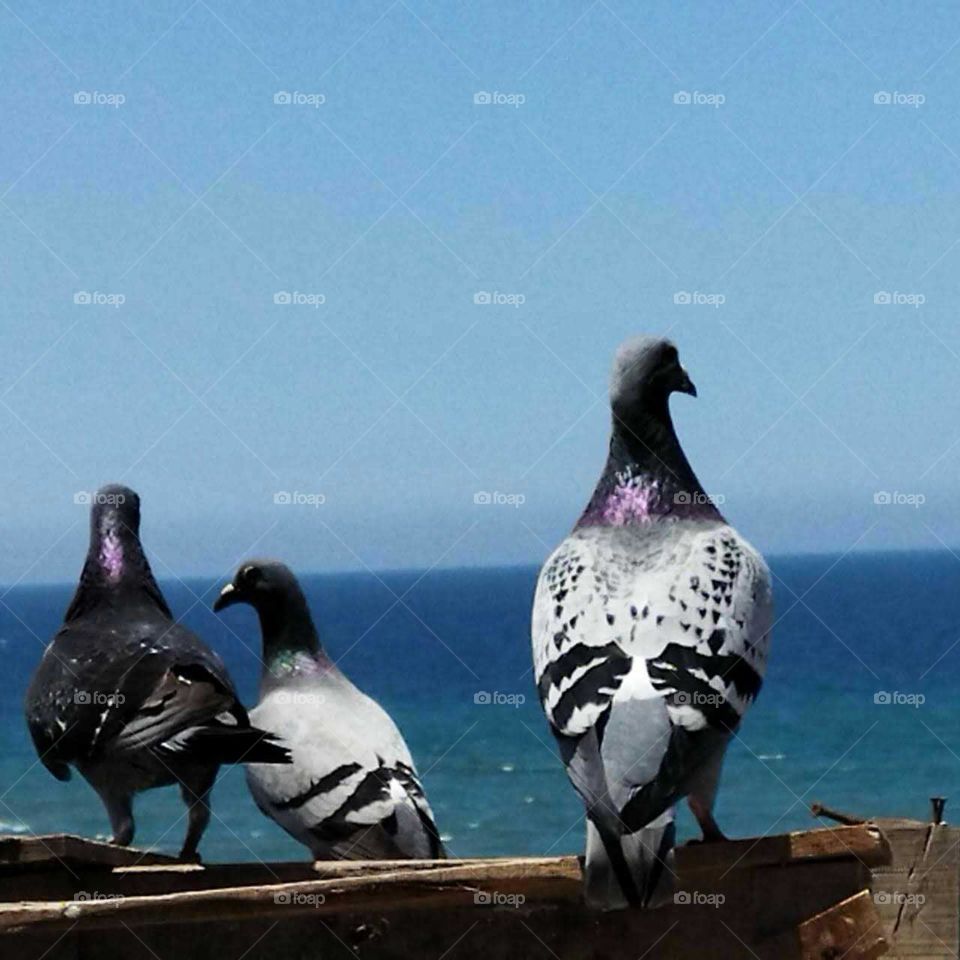 a beautiful pigeons looking at the sea.