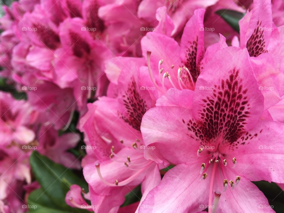 Blooming pink flowers