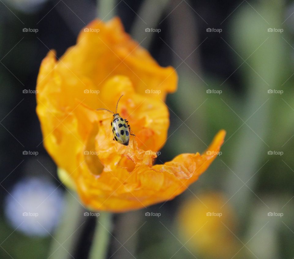 close up of a green spotted bug resting on a orange flower - plant. insect plant life