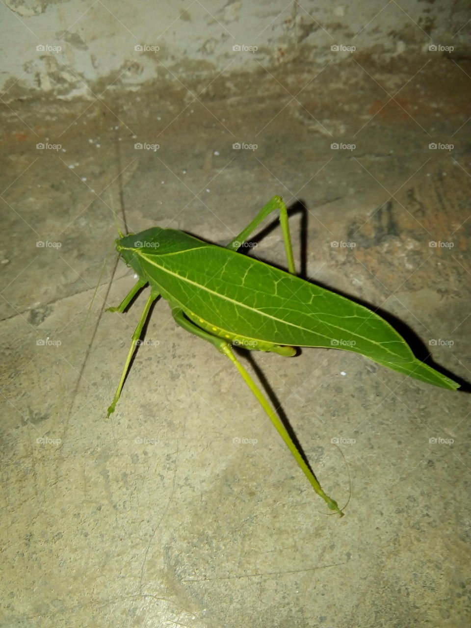 grasshopper