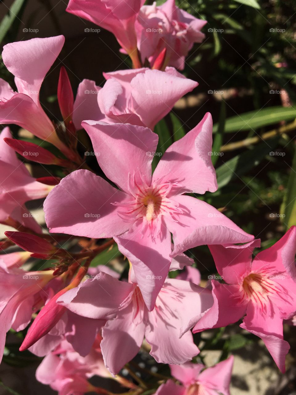 Oleander pink flower