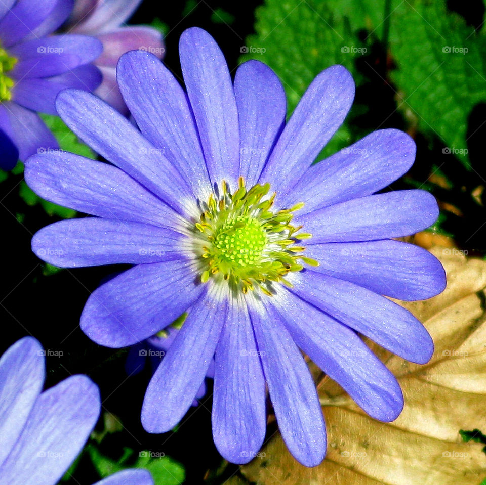 Single Purple Spring Flower