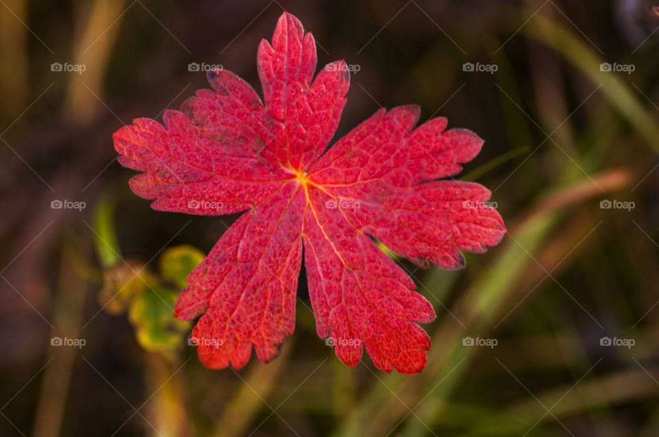 Red leaf