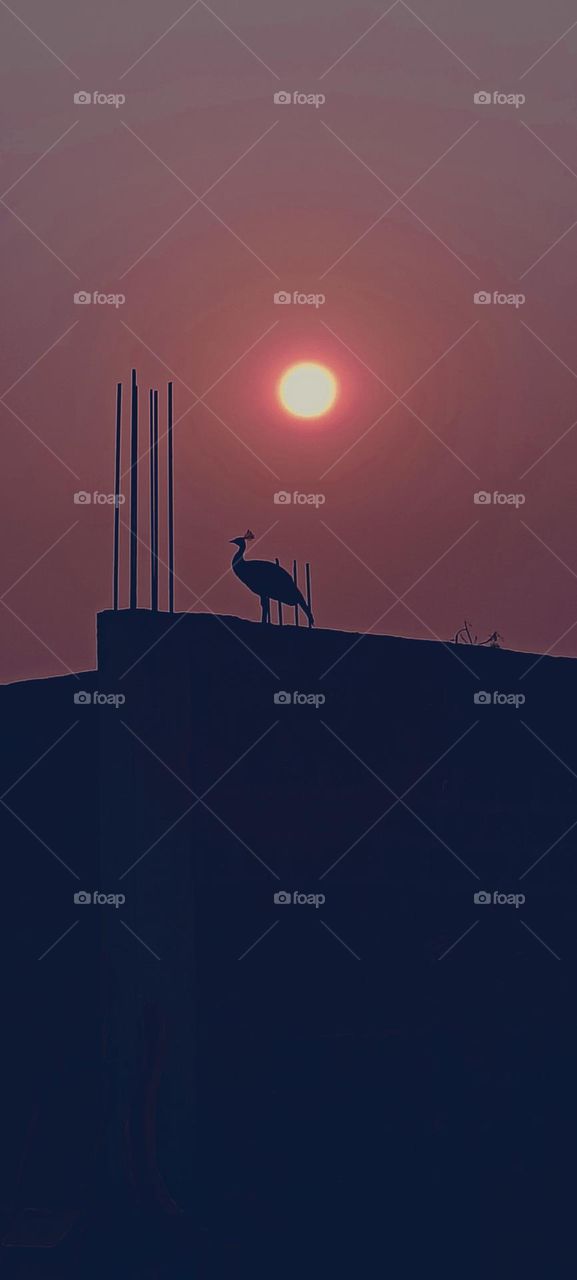 Best shot of the week